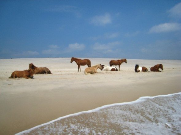 Wild-ponies-of-Assateague-island-maryland-6723696-604-453